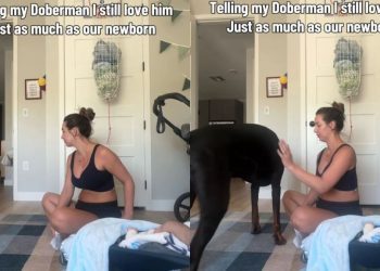 Big Dog Understands When Mom Tells Him He’ll Always Be Her Precious Baby