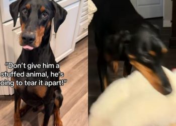 Big Dog Is So Gentle With His Toys Like They’re His Most Precious Treasures