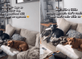 Rescue Dog Still Cowers in Foster Home Until Gentle Reminder Helps Her Feel Safe