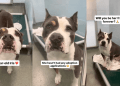 Human Gives Shelter Dog, Who’s Only Watched Visitors Pass Her By, One Thing She Wants Most