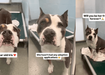 Human Gives Shelter Dog, Who’s Only Watched Visitors Pass Her By, One Thing She Wants Most