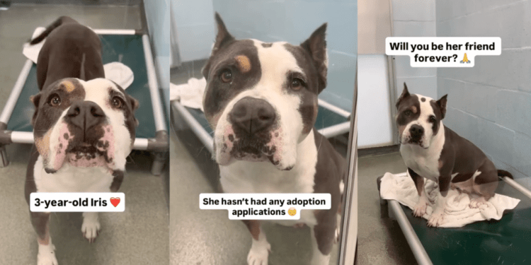 Human Gives Shelter Dog, Who’s Only Watched Visitors Pass Her By, One Thing She Wants Most
