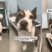 Human Gives Shelter Dog, Who’s Only Watched Visitors Pass Her By, One Thing She Wants Most