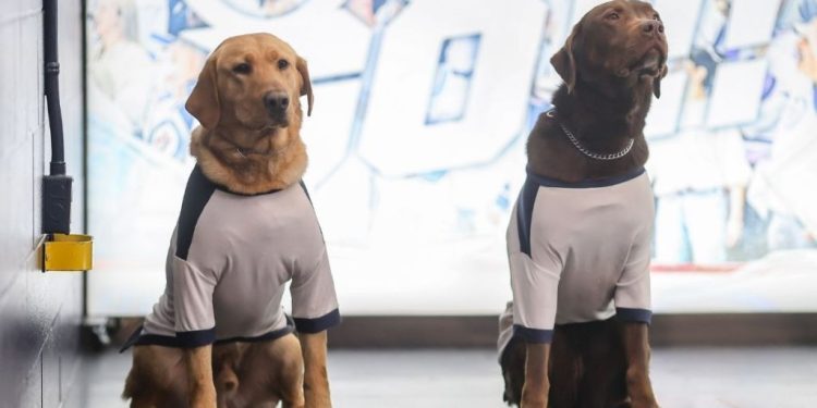 Meet NHL’s Stanley Pup 2026 Participants as Competition Nears Premiere