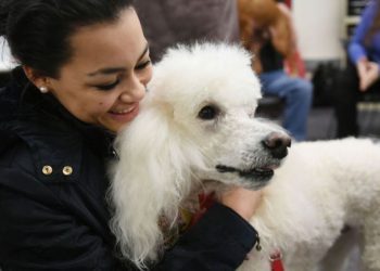 Poodle Part of Expanding Animal-Assisted Therapy Service