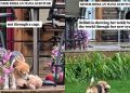 Rescue Dog Shows Her Teddy Bear What Her New, Safe Life Looks Like