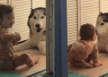 Big Dog Showers Little Girl With Kisses & So Much Love When She Leans Close