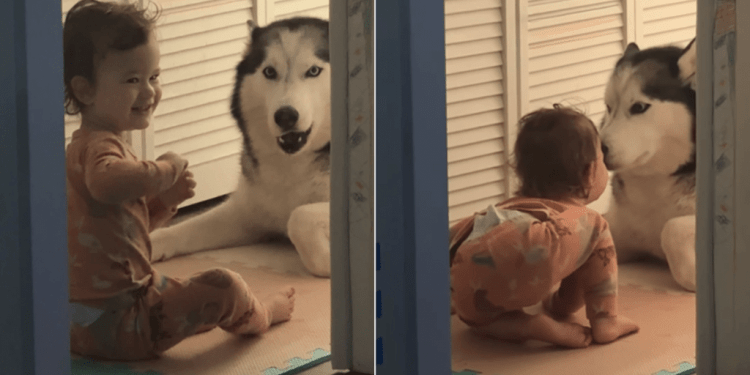Big Dog Showers Little Girl With Kisses & So Much Love When She Leans Close