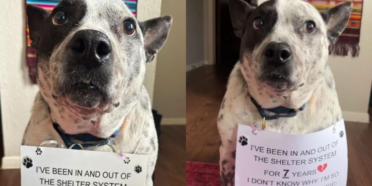 Dog Who Has Been in & Out of Shelter System for 7 Years, Hasn’t Lost Hope for Forever Home