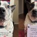 Dog Who Has Been in & Out of Shelter System for 7 Years, Hasn’t Lost Hope for Forever Home