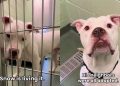 Rescue Dog Is the Only One Left Behind in the Shelter Until He Finally Gets the Good News