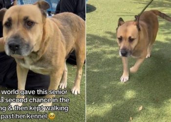 Senior Shelter Dog Doesn’t Want the Kennel to Be Her Whole World