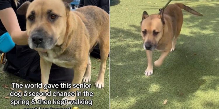 Senior Shelter Dog Doesn’t Want the Kennel to Be Her Whole World