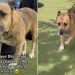 Senior Shelter Dog Doesn’t Want the Kennel to Be Her Whole World