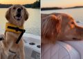 Golden Retriever Puppy Experiences First Sunrise With Dad & It Couldn’t Be Sweeter