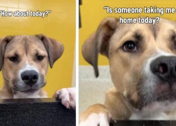Shelter Dog Hears Day After Day That Nobody’s Taking Him Home & Still Never Loses Hope