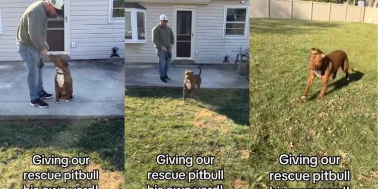 Rescue Dog Who Lived Behind Shelter Walls Can’t Contain Joy After Getting His Own Yard