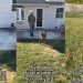 Rescue Dog Who Lived Behind Shelter Walls Can’t Contain Joy After Getting His Own Yard