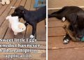 Shelter Puppy With No Adoption Applications Finally Gets the Ending She Deserves