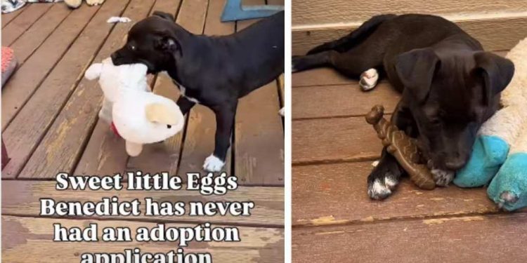 Shelter Puppy With No Adoption Applications Finally Gets the Ending She Deserves