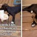 Shelter Puppy With No Adoption Applications Finally Gets the Ending She Deserves
