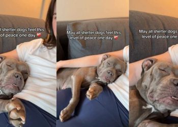 Shelter Dog Attains a New Level of Peace in Foster Care
