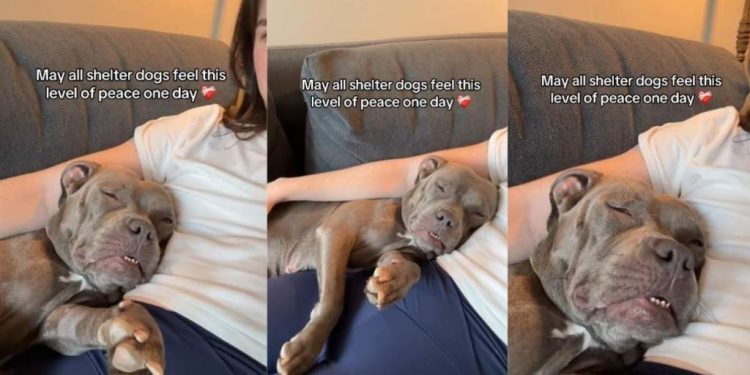 Shelter Dog Attains a New Level of Peace in Foster Care