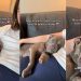 Shelter Dog Attains a New Level of Peace in Foster Care