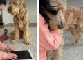 Dog Senses Mom’s Pain & Comforts Her as She Breaks Down