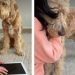 Dog Senses Mom’s Pain & Comforts Her as She Breaks Down