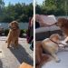 Golden Retriever’s Attempts at Flirting Aren’t Going All Too Well