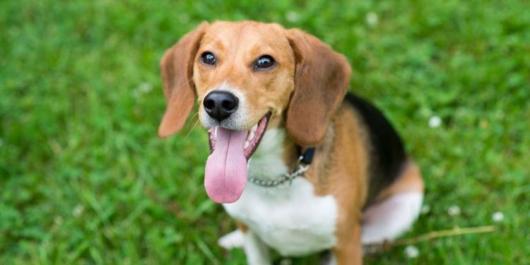 135 More Beagles Rescued From Ridglan Farms Research Facility