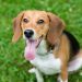 135 More Beagles Rescued From Ridglan Farms Research Facility