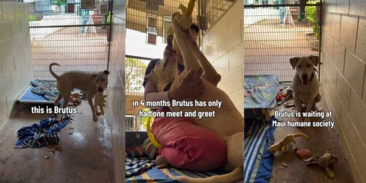 Deaf Shelter Dog Takes a Toy, Then Runs Away Like He’s Afraid It Will Be Taken Back