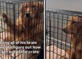Golden Retriever’s Crate Is Opened, but He Still Can’t Get Out