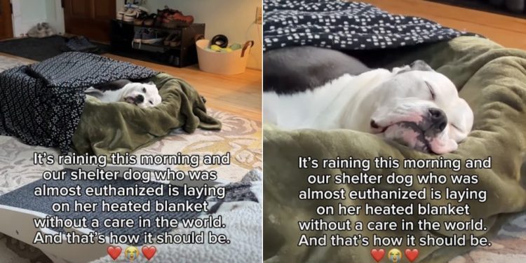 Shelter Dog Who Was Almost Euthanized Now Gets a Cozy Sleep