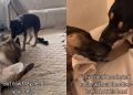 Dad & Daughter Dog Duo Once Separated Now Looking To Be Adopted Together