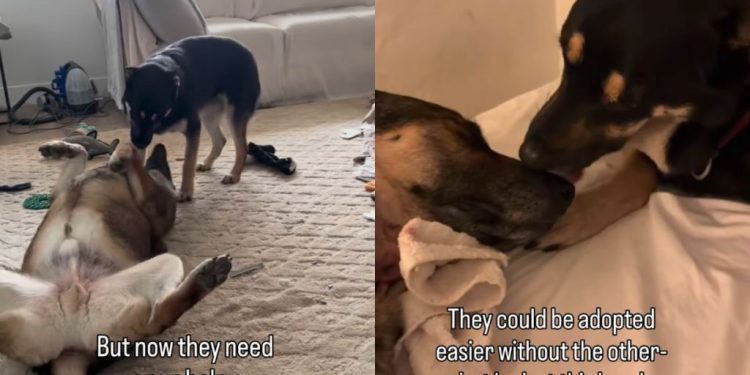 Dad & Daughter Dog Duo Once Separated Now Looking To Be Adopted Together
