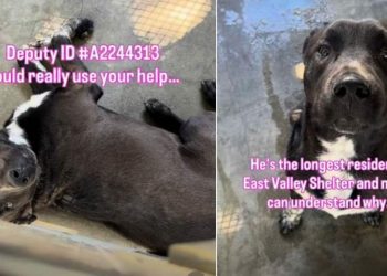 Shelter Dog Is Only a Baby & Has Only Known Life Inside Kennel Walls