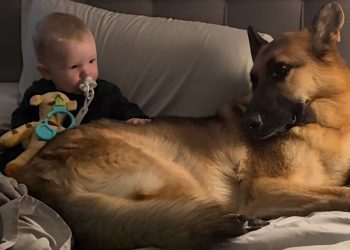 Dog & Little Boy Share the Sweetest Look Before Melting Into a Cuddle
