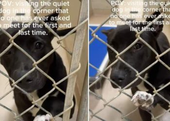 Shelter Dog Never Got a Chance to Be Seen, but Waits Patiently for a Home