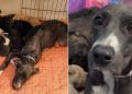 Mama Rescue Dog & Her Babies Finally Find Peace, Knowing They’re Not Running Out of Time