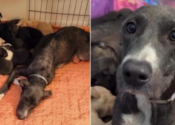 Mama Rescue Dog & Her Babies Finally Find Peace, Knowing They’re Not Running Out of Time