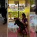 Shelter Dog Has No Idea the Family Who Saw Her Video Is There To Take Her Home for ‘Trial Adoption’