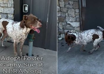Rescue Dog ‘Depressed’ After Her Puppies Were Separated Now Awaits a Happy Ending