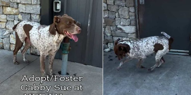 Rescue Dog ‘Depressed’ After Her Puppies Were Separated Now Awaits a Happy Ending
