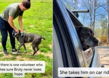 Senior Shelter Dog Has Spent Half His Life Inside a Kennel With Two Heartbreaking Titles