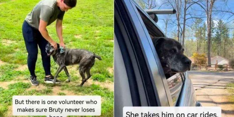 Senior Shelter Dog Has Spent Half His Life Inside a Kennel With Two Heartbreaking Titles