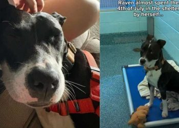 Shelter Dog Gets to Be a ‘Couch Crasher’ in Foster Care, but Not for Long