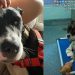 Shelter Dog Gets to Be a ‘Couch Crasher’ in Foster Care, but Not for Long